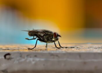 Schädlinge im Haushalt: Wann lohnt sich ein Kammerjäger?